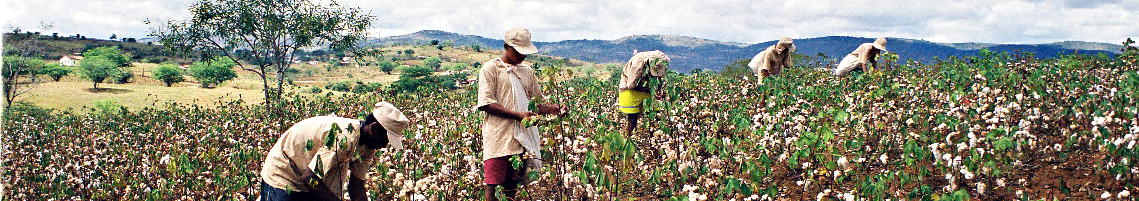 travailleurs paysans producteurs r�coltants coop�rative coton biologique organique sertao nordeste br�sil