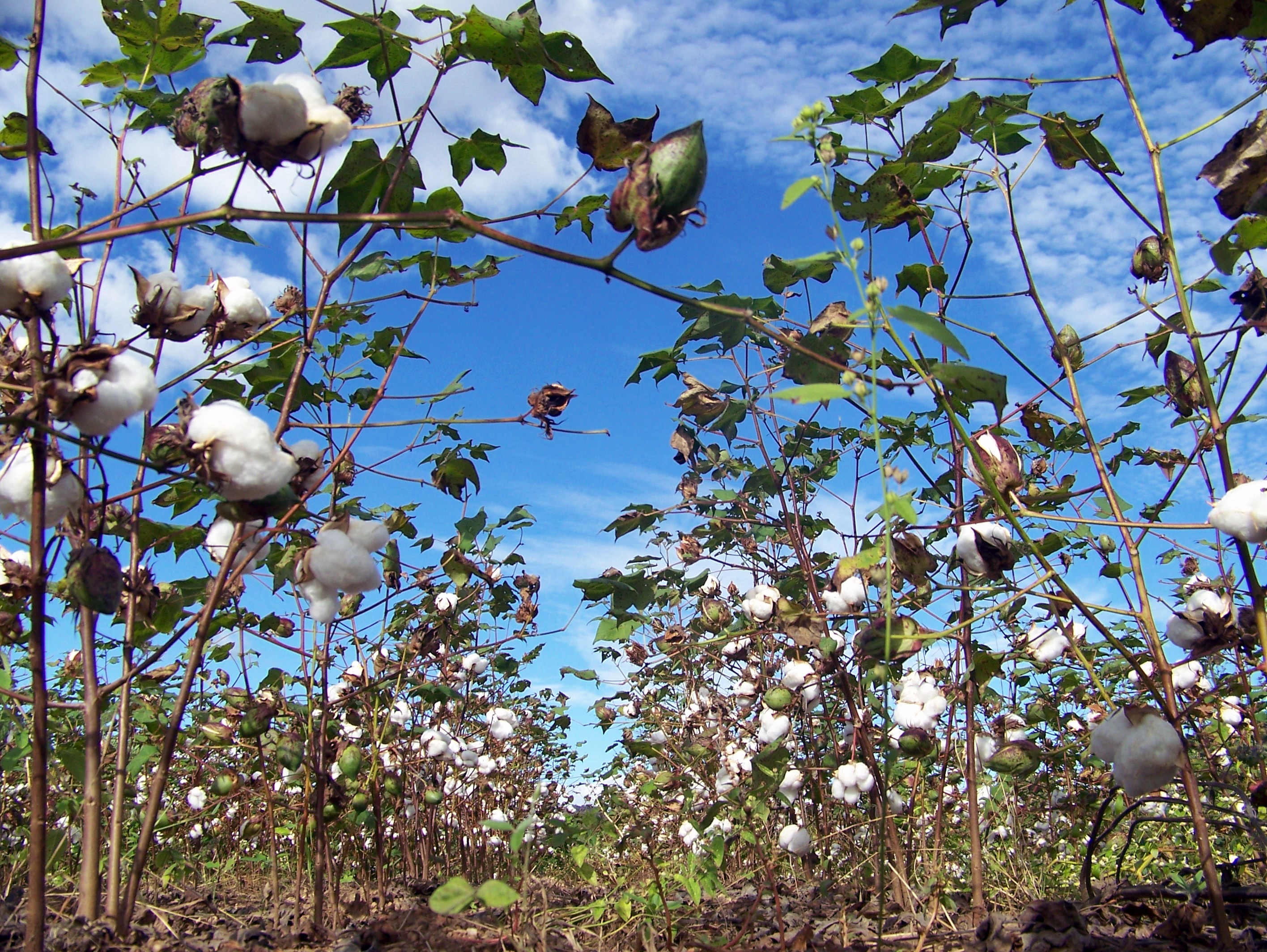 champ de coton biologique dans le d�sert du nord-est du br�sil