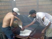 filtrage du lait d'éhéva, le latex qui va être versé sur les nappes de tissu pour créer le cuir végétal, Tissu de la Forêt